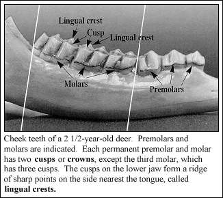 JPG-cheek teeth