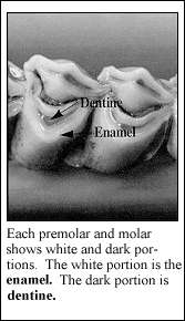 JPG-enamel and dentine