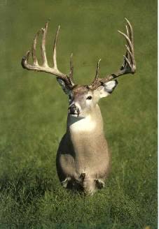 Milo Hanson's World Record Whitetail