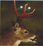 8 point